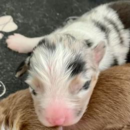 Blue merle 2 - Blue merle male Australian Shepherd puppy in Cotati, California from Tried and True Aussies