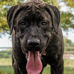 Orange - Cane Corso puppy from Willow Creek Cane Corsos