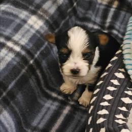 Teddy - Parti male Yorkshire Terrier puppy in Duncan, South Carolina from Sonshine Yorkies