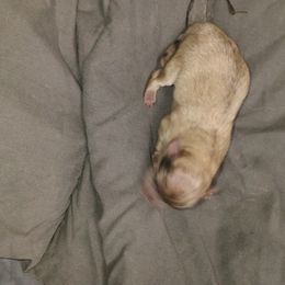 Pomeranian Puppies from Pretty Pampered Poms