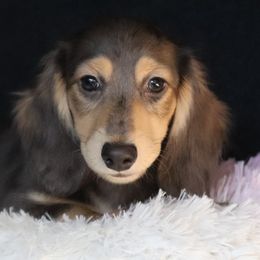 Pugsley - Blue and cream male Dachshund puppy in Azle, Texas from American Dachshunds