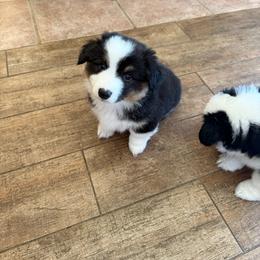 Weston - White and black male Pembroke Welsh Corgi puppy in Atascadero, California from California Corgis and Kunes