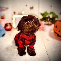 Louie V - Liver male Shih Tzu puppy in Garland, Texas from Bibi’s Exclusive Shih Tzus