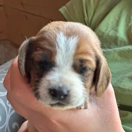 Female 2 - Mahogany and white female Basset Hound puppy in Lindley, New York from Hill Top Basset Hounds & Cane Corso
