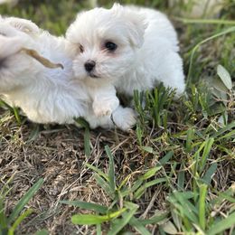 Maltese Puppies from Purebred Maltese puppies Florida