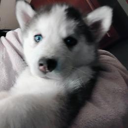 Siberian Husky Puppies from I'm not an official breeder just adopting out a pack