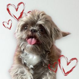 Khoa - Shih Tzu