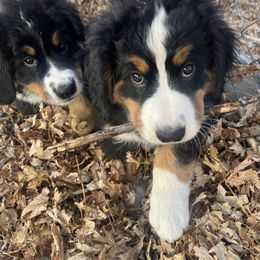 Bernese Mountain Dog Puppies from Bastian Mountain Dogs