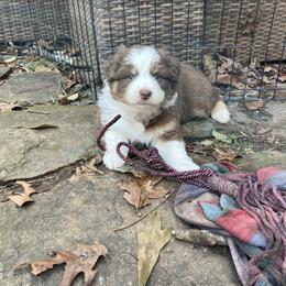 Spot - Red tri-color male Australian Shepherd puppy in Stone Mountain, Georgia from True Blue Friends