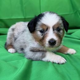 Boy 2 - male Miniature American Shepherd puppy in Plant City, Florida from Osborne & Stormborn FL Kennels