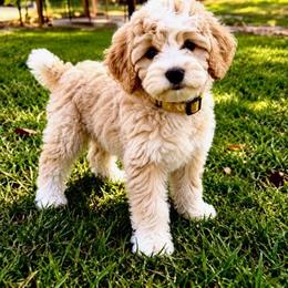 Yellow Collar - Cream male Aussiedoodle puppy in Albertville, Alabama from Home Sweet Home Doodles LLC