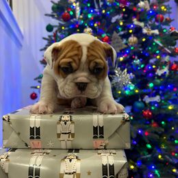 Bingo - Fawn and white female Bulldog puppy in Murfreesboro, Tennessee from Tennessee Finest Bulldogs