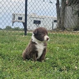 Girl 1 - Red female Border Collie puppy in Wakeman, Ohio from Sandstone Ridge Kennels