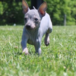 American Hairless Terrier Puppies from Vinegar Hill Kennel