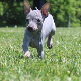 American Hairless Terrier Puppies from Vinegar Hill Kennel