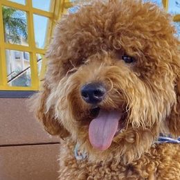 Goldendoodles from The Golden Honey