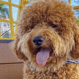 Goldendoodles from The Golden Honey