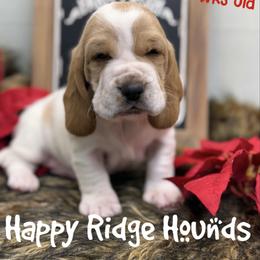 Frost - Red and white male Basset Hound puppy in Mebane, North Carolina from Happy Ridge Hounds