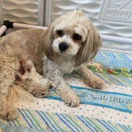 Cavapoochon puppies from Liberty Pups
