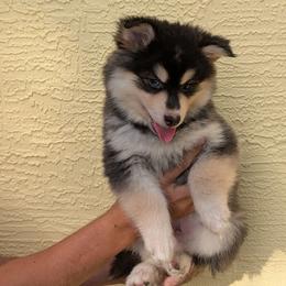 Neutron-1900 - Black and white male Pomsky puppy in Spring Hill, Florida from www.PuppyTimeEmporium.com