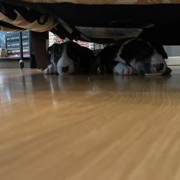 Bull Terrier Puppies from Whitney Johnson