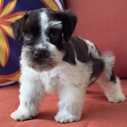 Poppy Male 1 Mega Coat Blue Eyes - Parti male Miniature Schnauzer puppy in Pageland, South Carolina from New Haven Farms