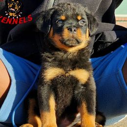Rottweilers from Bro Bro Kennels LLC