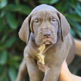 Charlotte - Chocolate female Great Dane puppy in Cottage Grove, Oregon from Divine Rottweilers