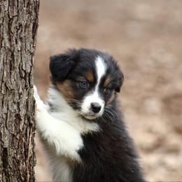 Sriracha - Black tri-color female Australian Shepherd puppy in Coldwater, Michigan from Northern Star Australian Shepherds