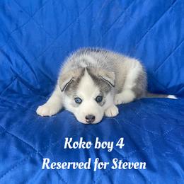 Koko boy 4 - Gray and white male Siberian Husky puppy in Ocala, Florida from Florida Husky Puppies