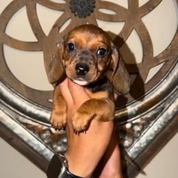 Pearl - Black and tan female Dachshund puppy in Nuevo, California from Weenie Hut Jrs