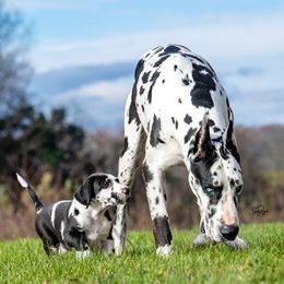 Great Dane Puppies from Ellenni Danes