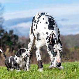 Great Dane Puppies from Ellenni Danes