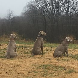 Weimaraners from Ash Hill Kennel