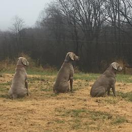 Weimaraners from Ash Hill Kennel