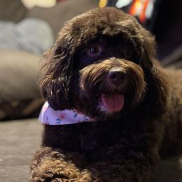 Lady - Bernedoodle