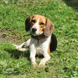 Beagles from Rustic Farm Sporting Beagles