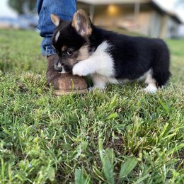 Pembroke Welsh Corgi Puppies from Twisted Little Corgis