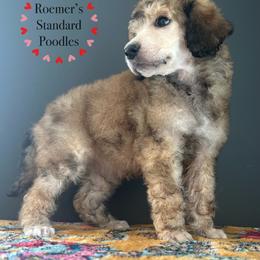 Sable Female - Sable female Poodle puppy in Wabasha, Minnesota from Roemer’s Standard Poodles
