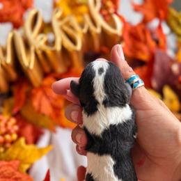 Male 2 - Black white and tan male Cockapoo puppy in Dixon, Montana from Super Z Kennels