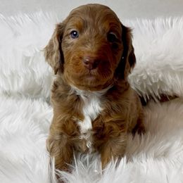 Willow - Brown merle female Aussiedoodle puppy in Clarkston, Washington from Aussiedoodle palace