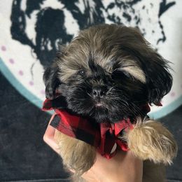 Boy 1 - Brindle male Shih Tzu puppy in Marion County, Tennessee from Jenkins Puppy Paradise