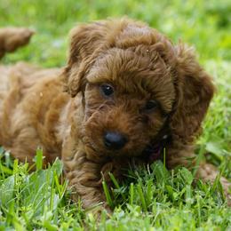 Bella - Red  female Goldendoodle puppy in Augusta, West Virginia from Creation Goldedoodles