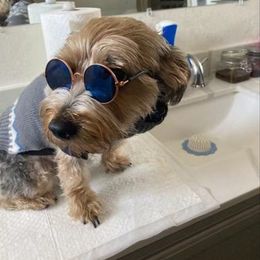 Assorted Doodle Crosses, Double Doodle, Maltipoo, Morkie, and Yorkipoo Puppies from Danza Bolo