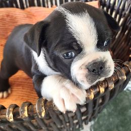 Girl 1)  Artemis - Black and white female Boston Terrier puppy in Mesa, Arizona from Lehi Valley Boston Terriers