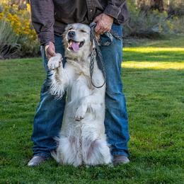 Winter - Golden Retriever