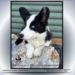 Aeros - Cardigan Welsh Corgi