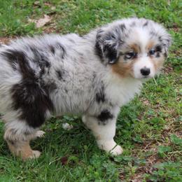 Tilly - Blue merle female Australian Shepherd puppy in Kansas, Oklahoma from Windy G Farm