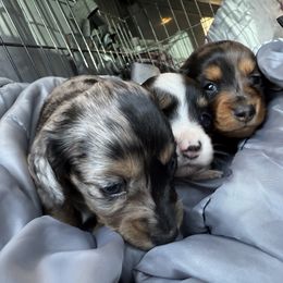 Dachshund Puppies from Monterey Bay Dachshund Kennel