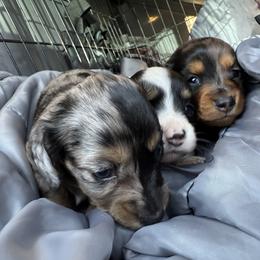 Dachshund Puppies from Monterey Bay Dachshund Kennel